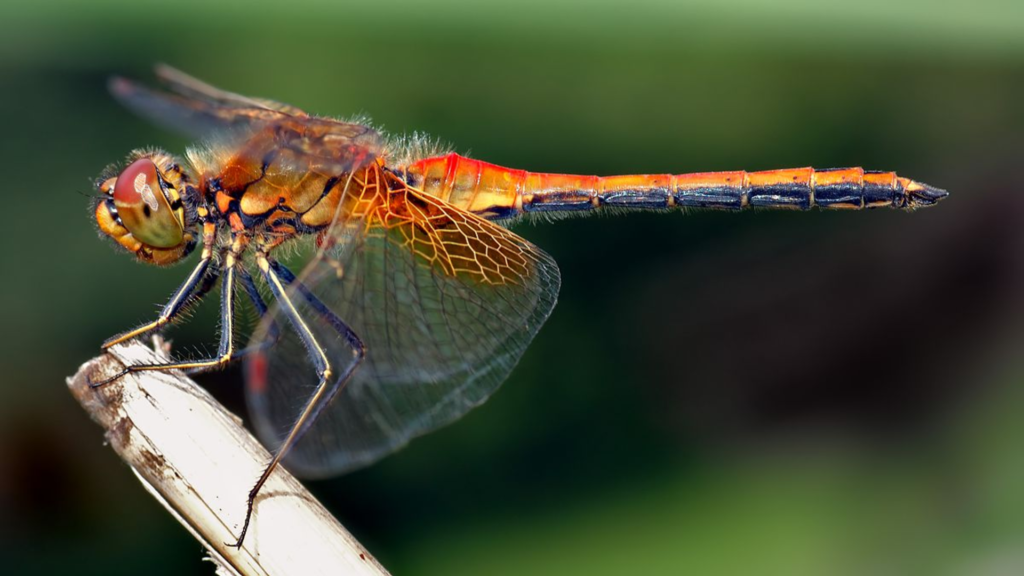 La nanotechnologie inspirée d'une libellule australienne