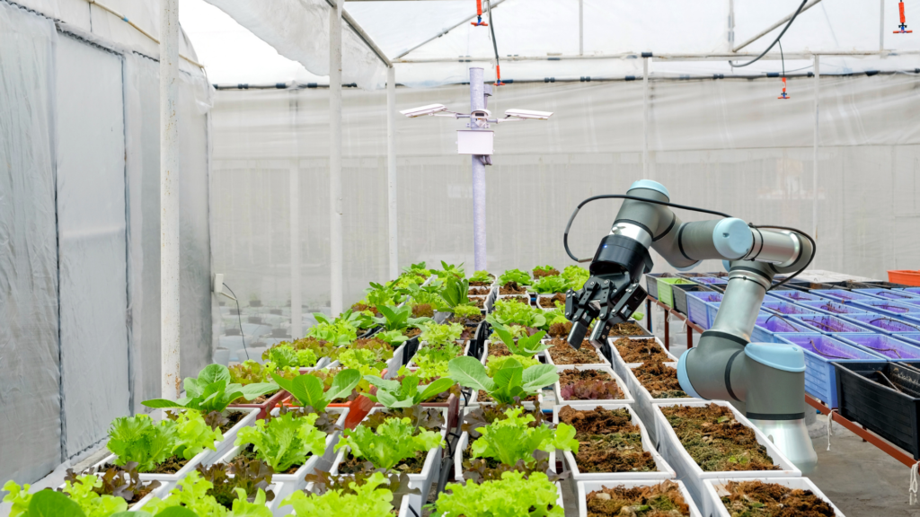 Un robot qui s'occupe des salades dans une ferme